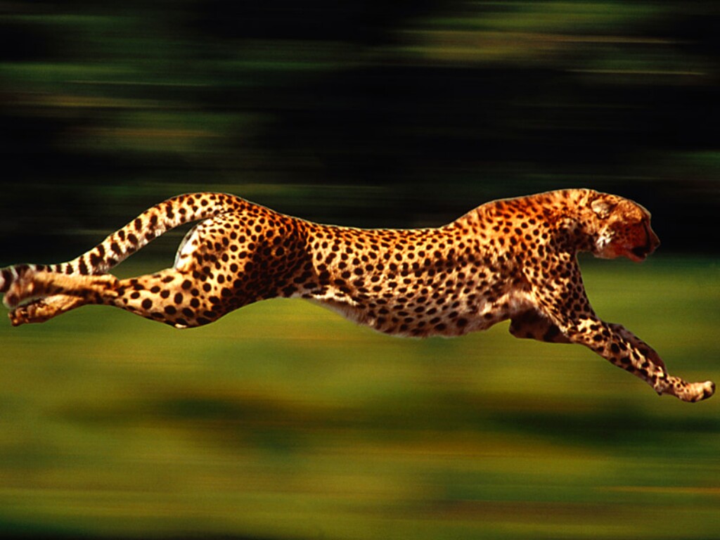 Cheetah